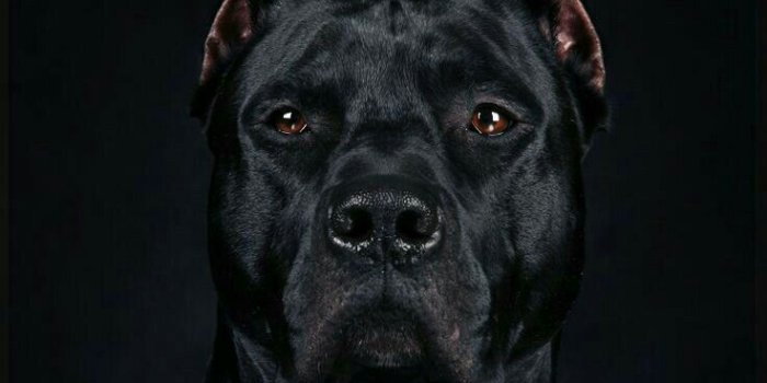 736x1377 Black Pitbull Wallpapers