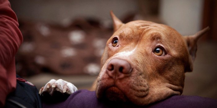 1920x1080 American Pitbull Wallpapers - Top Free American Pitbull Backgrounds -  WallpaperAccess