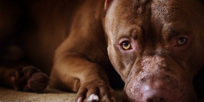 1920x1200 Pitbull Wallpapers - Top Free Pitbull Backgrounds - WallpaperAccess