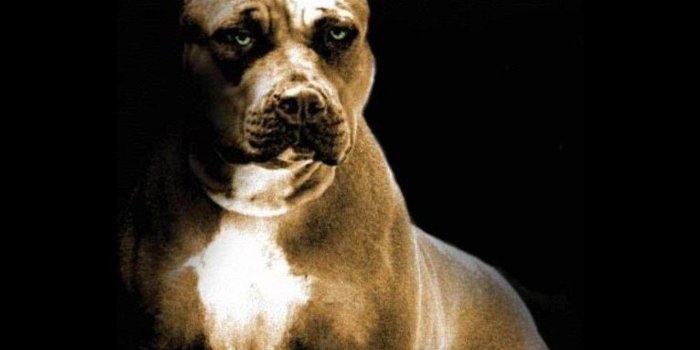 1280x1024 Pitbulls Wallpapers