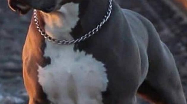 630x1280 Pitbull wallpaper by ComeTomorrow - Download on ZEDGE™ | 3b65