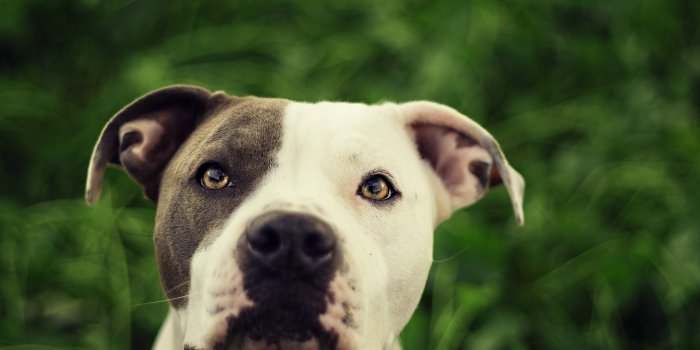 3840x2160 Wallpaper 4k Pit Bull 4k Wallpaper