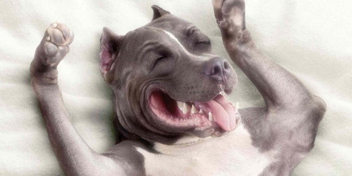 2560x1440 American Pit Bull Terrier HD Wallpapers | 7wallpapers.net