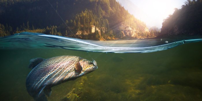 1332x850 Wallpaper underwater, nature, water, fish, Fishing images for desktop,  section спорт - download