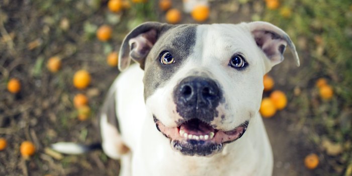 2560x1600 Funny Pitbull Wallpaper - Cute Pitbull Background - 2560x1600 Wallpaper -  teahub.io
