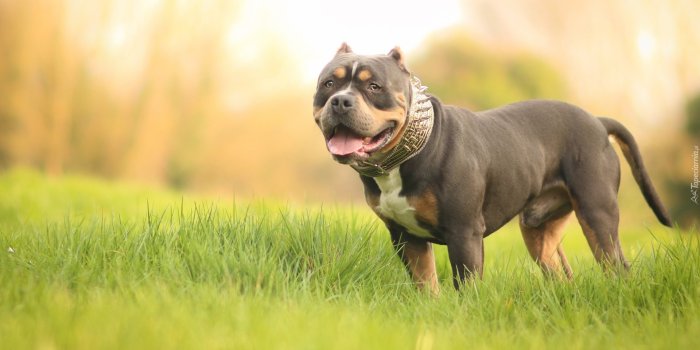 1920x1080 21 Pitbull Wallpapers - Wallpaperboat