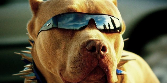 1600x1200 1600x1200 Pitbull Got Swag 1600x1200 Resolution HD 4k Wallpapers, Images,  Backgrounds, Photos and Pictures
