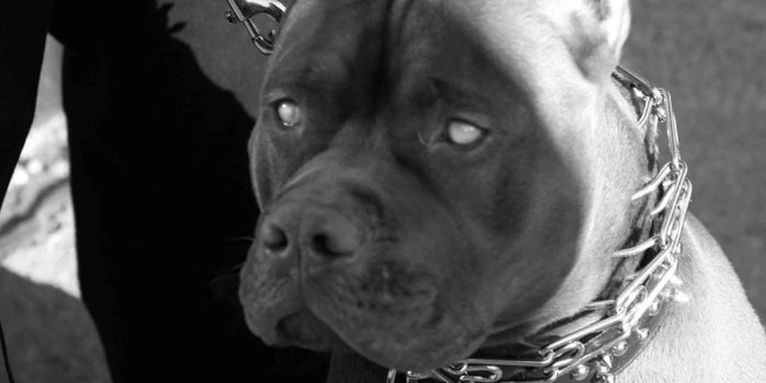 1024x768 Pitbull Pack 5 Dog Wallpaper - Pitbull Wallpapers For Android (#2901770) -  HD Wallpaper & Backgrounds Download