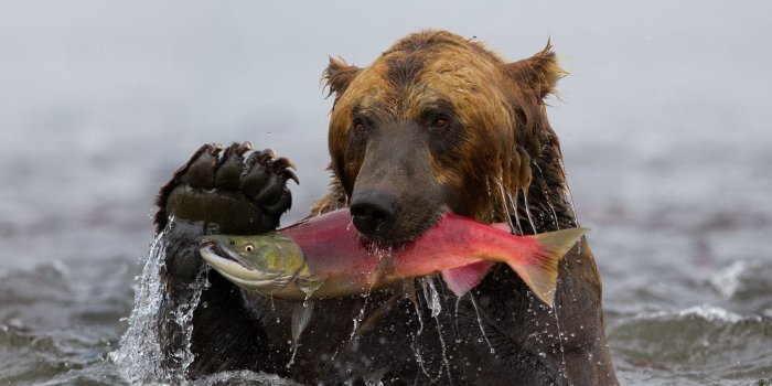 2560x1440 2560x1440 bear, fish, fishing 1440P Resolution Wallpaper, HD Animals 4K  Wallpapers, Images, Photos and Background - Wallpapers Den