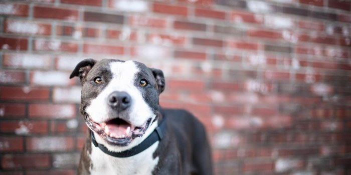 1920x1080 Pitbull Dog Wallpaper Hd 1920ã—1080 Pitbull Wallpapers - Hd Wallpapers  Pitbull Hd - 1920x1080 Wallpaper - teahub.io