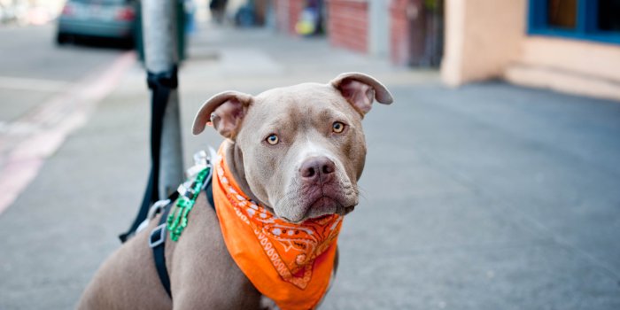 4256x2832 Free download Wallpapers Category Great Pitbull Wallpaper Hot [4256x2832]  for your Desktop, Mobile & Tablet | Explore 75+ Pitbull Backgrounds | Pit  Bulls Wallpaper,