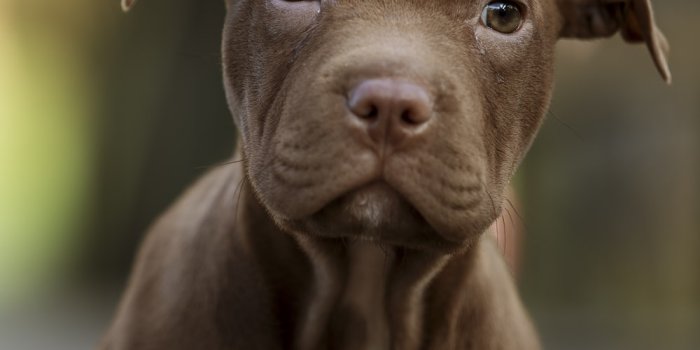1000x1500 1000+ Pitbull Pictures | Download Free Images on Unsplash