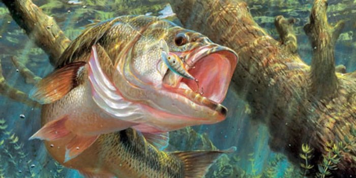 1600x1600 Bass Fishing Wallpapers - Top Free Bass Fishing Backgrounds -  WallpaperAccess