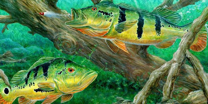 1600x1200 Peacock Bass Fishing On Canvas Wallpaper Hd : Wallpapers13.com