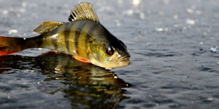 972x952 Bass Fishing Wallpapers Top Free Bass Fishing Backgrounds - Fishing  Backgrounds - 972x952 Wallpaper - teahub.io