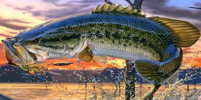 1920x1200 Largemouth Bass Fishing Wallpaper-t4hg9sj - Bass Fishing Screen Saver  (#460612) - HD Wallpaper & Backgrounds Download