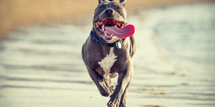 1920x1200 Pitbull Dog Wallpapers HD