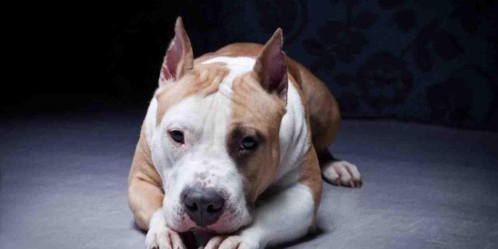 1350x900 Pitbull Wallpapers - Dog Wallpaper for Android - APK Download