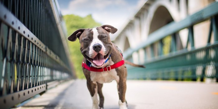 1920x1080 Pitbull Wallpapers - Top Free Pitbull Backgrounds - WallpaperAccess