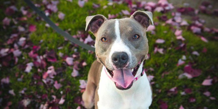 2560x1440 Download wallpaper 2560x1440 pit bull, dog, pit bull terrier, walk  widescreen 16:9 hd background