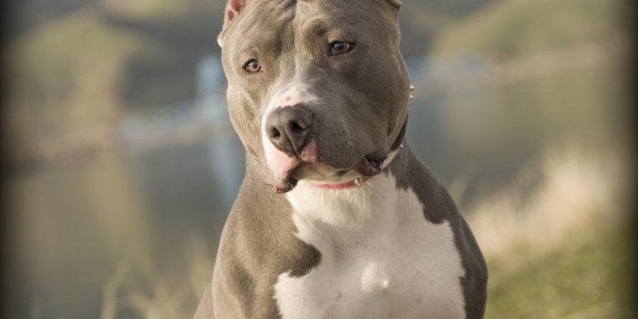 1024x768 Pitbull Wallpapers Desktop Background