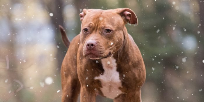 1024x768 Pit bull, dog, winter wallpaper, hd image, picture, background, 7227ca |  wallpapersmug