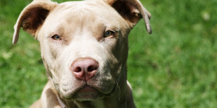 1920x1080 Pit bull Dog Wallpapers, Pictures, Images