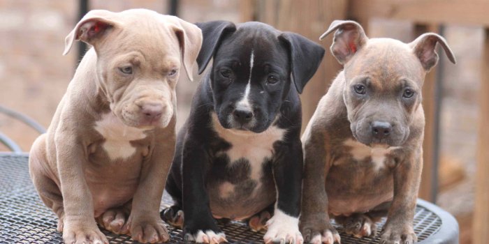 3861x2386 Baby Pitbull Wallpapers