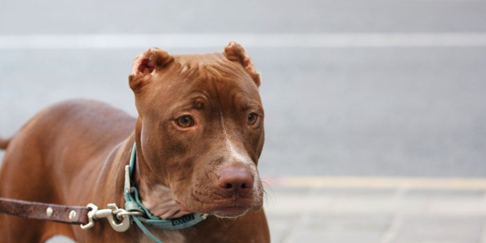 1920x1080 46+ Cute Pitbull