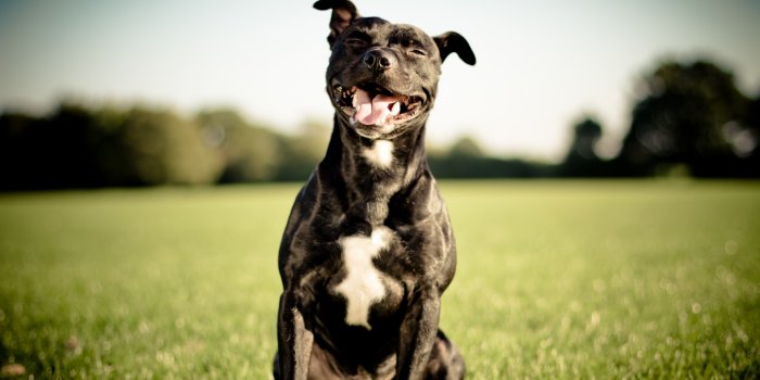 1920x1200 The Pitbull smiles Desktop wallpapers 1366x768