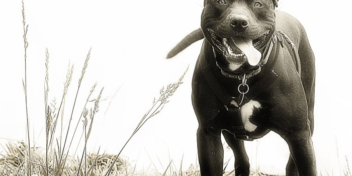 1500x1078 Free download Pics Photos Pitbull Wallpapers And Desktop [1500x1078] for  your Desktop, Mobile & Tablet | Explore 75+ Pit Bull Wallpaper | Pitbull  Wallpaper HD, Pitbull Wallpaper for Phones, Grim Reaper with Pitbull  Wallpapers