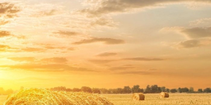 1080x1920 Farm iPhone Wallpapers - Top Free Farm iPhone Backgrounds - WallpaperAccess