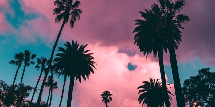 1280x1920 Pink clouds by Roberto Nicklson #clouds #pink #palms #sky #sunset | Palm  tree iphone wallpaper, Tree wallpaper iphone, Palm trees wallpaper