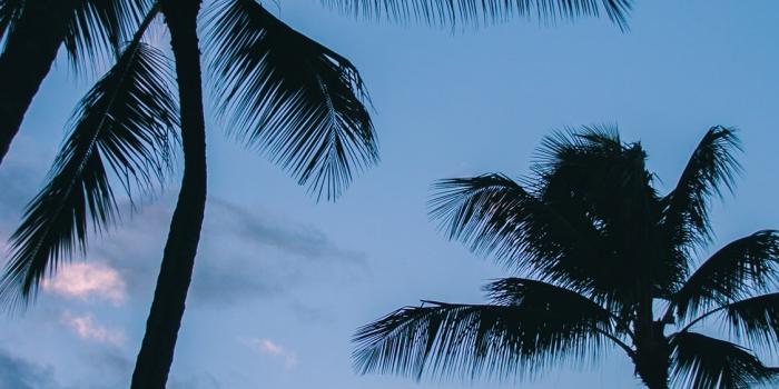 1125x2436 Iphone Wallpaper Palm Trees - 1125x2436 Wallpaper - teahub.io