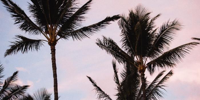 1080x1920 Aesthetic Palm Trees Wallpapers