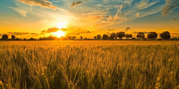 1920x1200 Farm Wallpaper 16697 1920x1200px