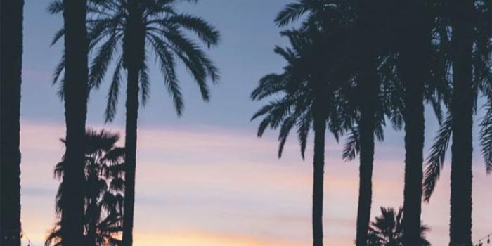 754x1394 Palm tree iPhone Wallpaper - Idea Wallpapers , iPhone Wallpapers,Color  Schemes