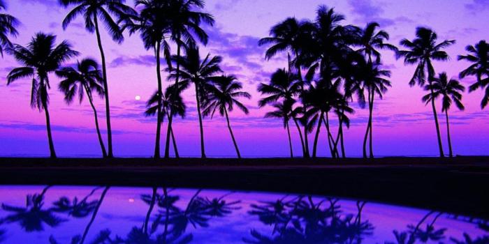1440x900 Palm Tree Wallpapers Desktop Background