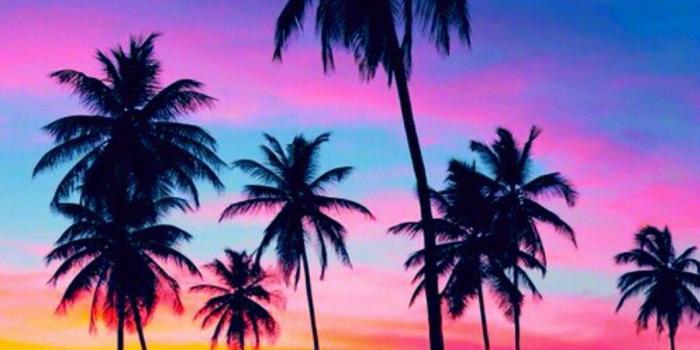 1059x1703 Palm Tree Wallpapers - 4k, HD Palm Tree Backgrounds on WallpaperBat