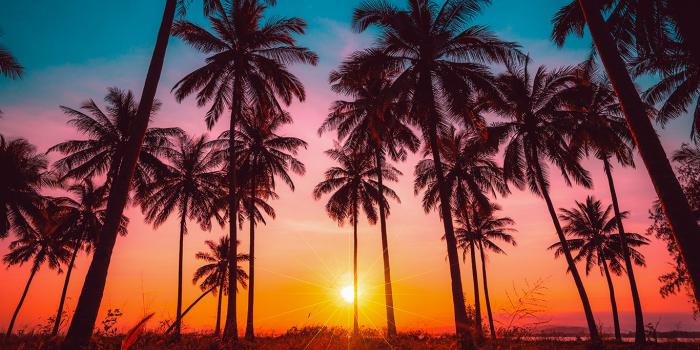 1366x820 California Sunset Palm Trees Wall Art Mural | Marmalade Art