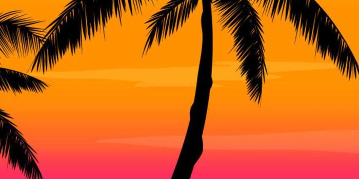 1080x1920 Palm Tree Wallpaper HD for Android - APK Download