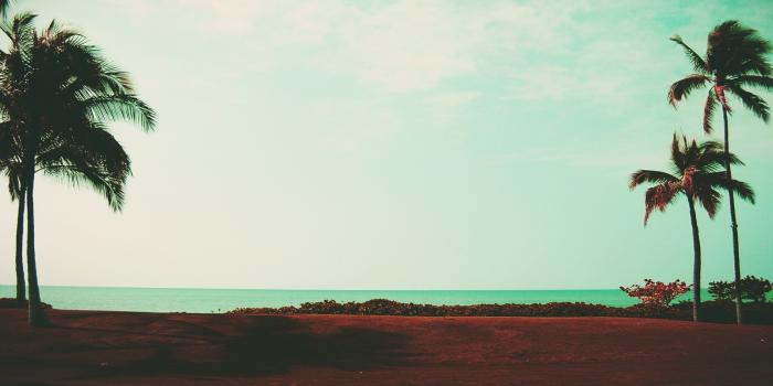 1920x1080 39 Palm Tree Wallpapers - Wallpaperboat