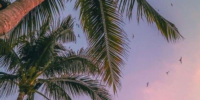 700x1244 tall-palm-trees-cute-phone-backgrounds-sunset-purple-orange-sky-black-birds  | Palm trees wallpaper, Summer wallpaper, Cute summer wallpapers