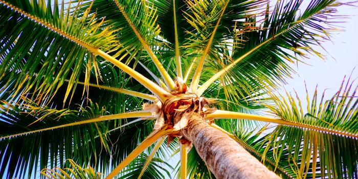 3840x2160 Best Palm Tree Wallpaper Id - Palm Trees Wallpapers Iphone - 3840x2160  Wallpaper - teahub.io