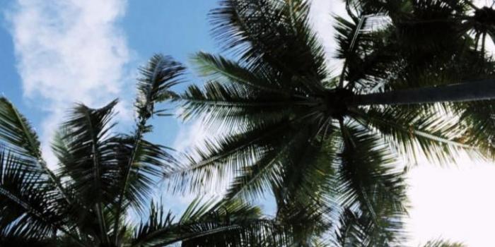 728x1294 Wallpaper HD: Aesthetic, Palm, Tree, Wallpapers, Top, Free, Aesthetic, Palm  | fashionsista.co