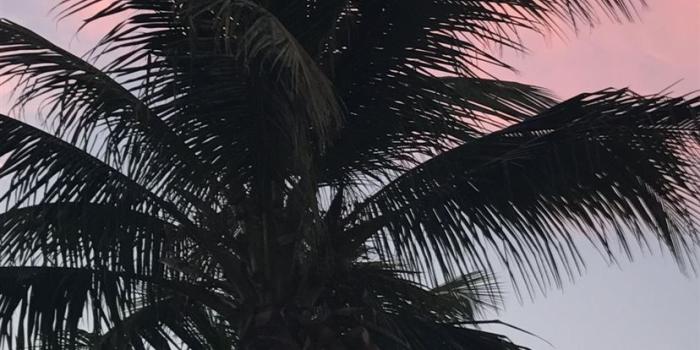 828x1792 Palm tree iPhone 11 Wallpapers Free Download