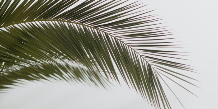 1000x1500 California Palm Tree Pictures | Download Free Images on Unsplash