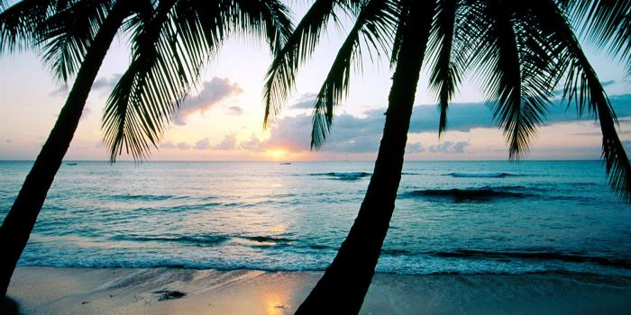 1680x1050 Free download Palm Tree Wallpaper 865738 Palm Tree Wallpaper 865728 Palm  Tree [1680x1050] for your Desktop, Mobile & Tablet | Explore 46+ Palm Tree  Background Wallpaper | Tree Wallpaper Canada, Tree Wallpaper, Palm Tree  Wallpaper Canada