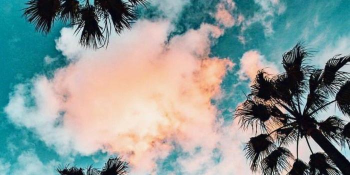 1080x1920 Palm Trees 4K Wallpapers - Top Free Palm Trees 4K Backgrounds -  WallpaperAccess