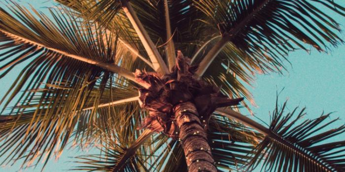 750x1334 Cool Wallpapers Palm Trees - 750x1334 Wallpaper - teahub.io